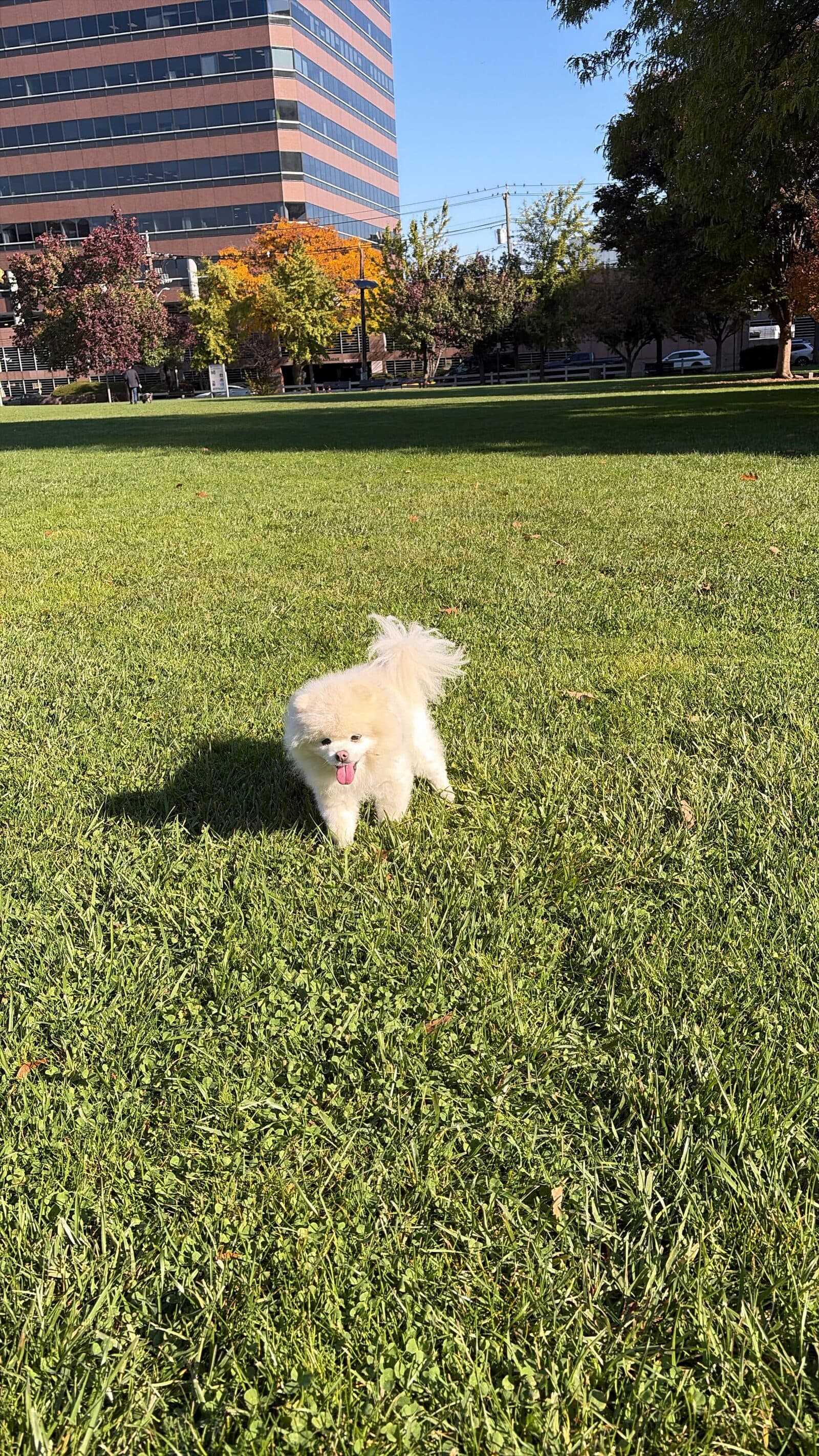 A small white Pomeranian running on a sunlit lawn with autumn trees behind, photo taken this morning.