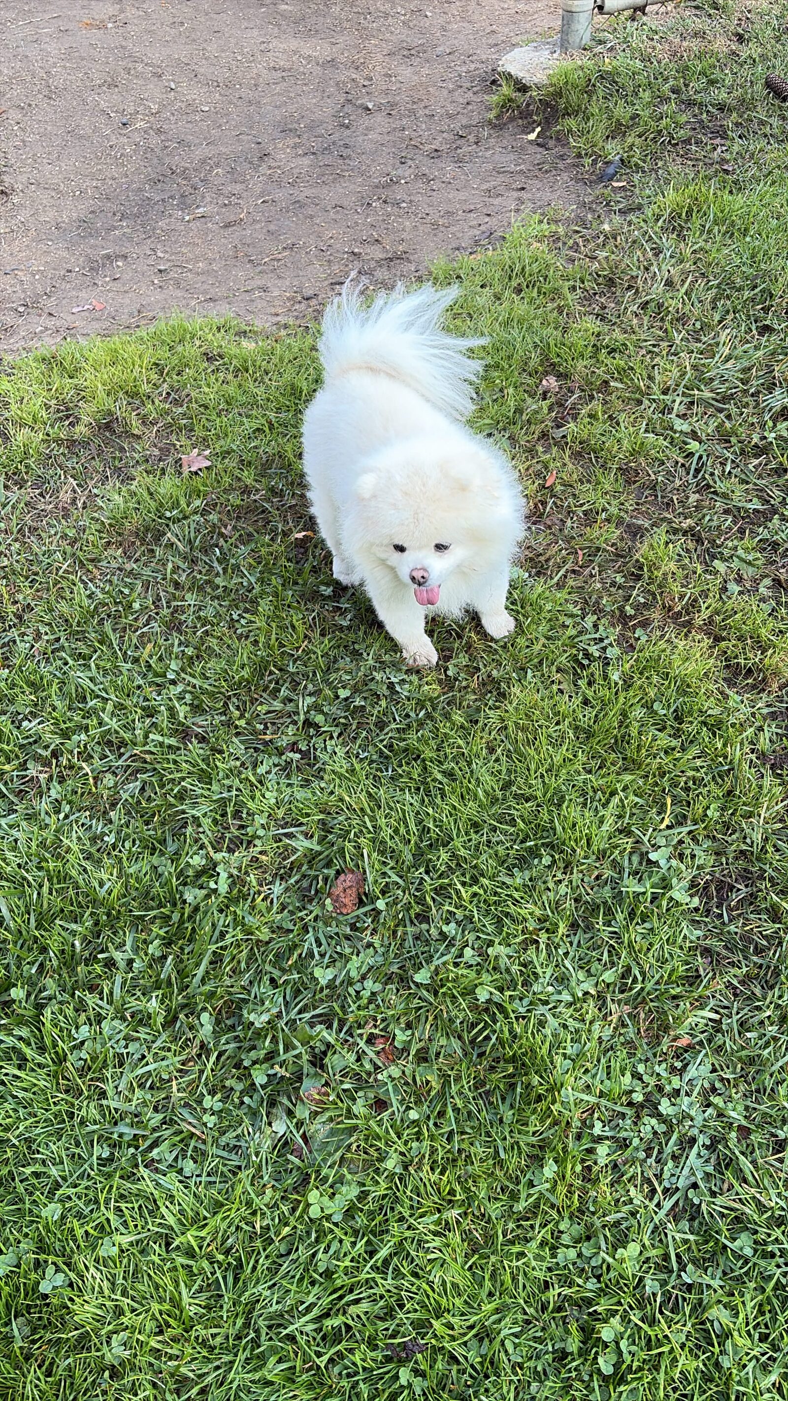 A small white Pomeranian on grass beside a park path, looking up at the camera