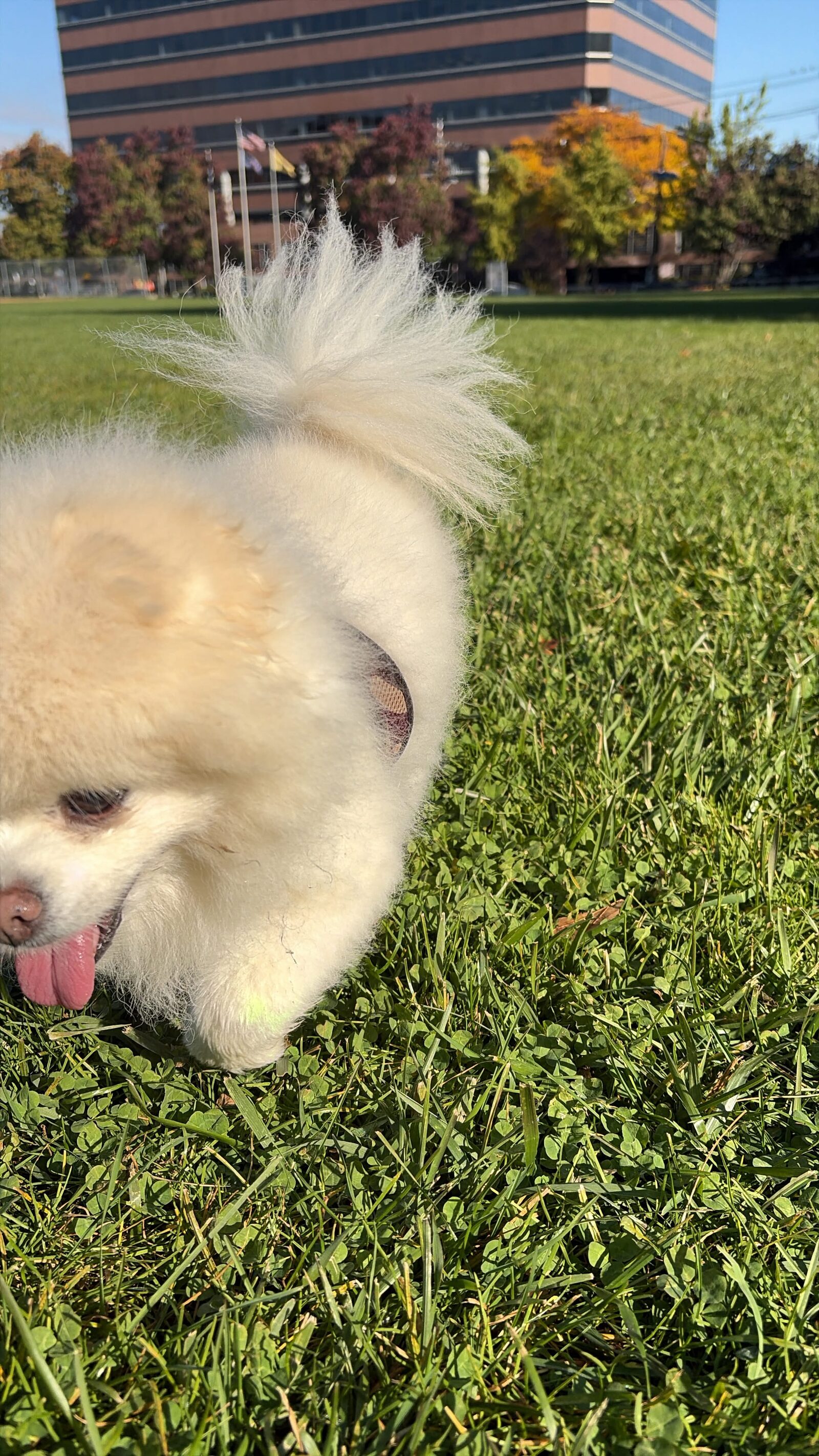 A small white Pomeranian trotting toward the camera across a sunny lawn